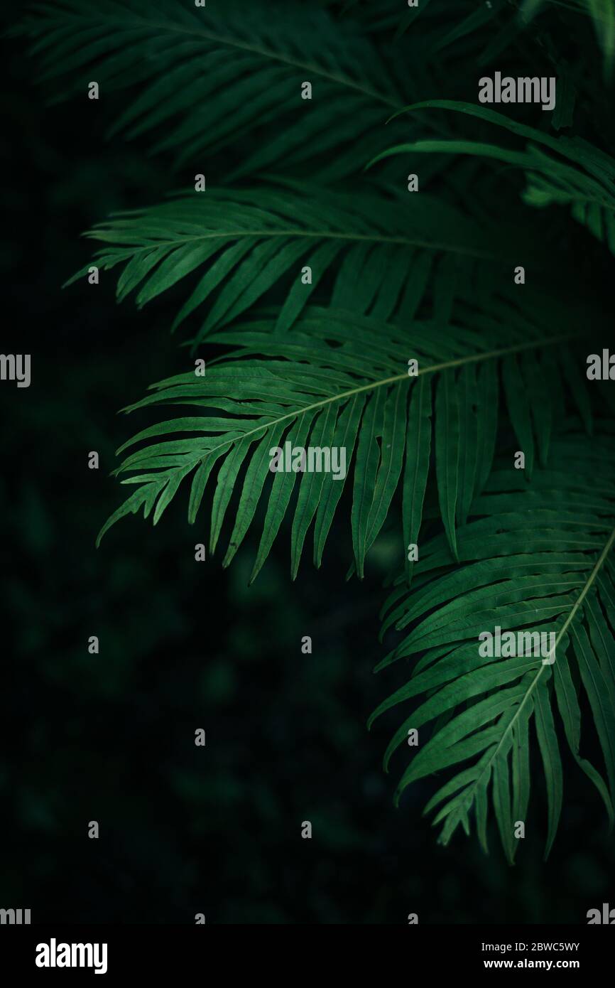 Wild tropical green leaves with dark green blur background Stock Photo ...