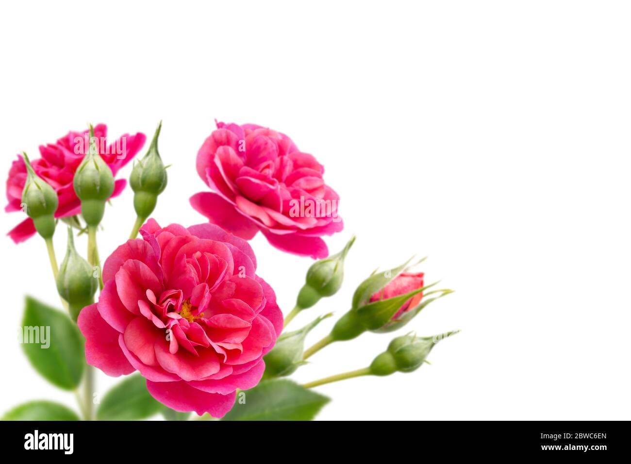 Bright pink rose flowers bouquet in the corner isolated on white Stock ...