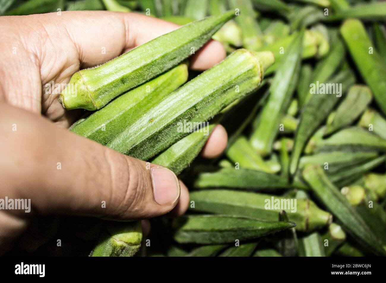 best indoor plant food Fuliage | Organic Liquid Plant Food main image 1