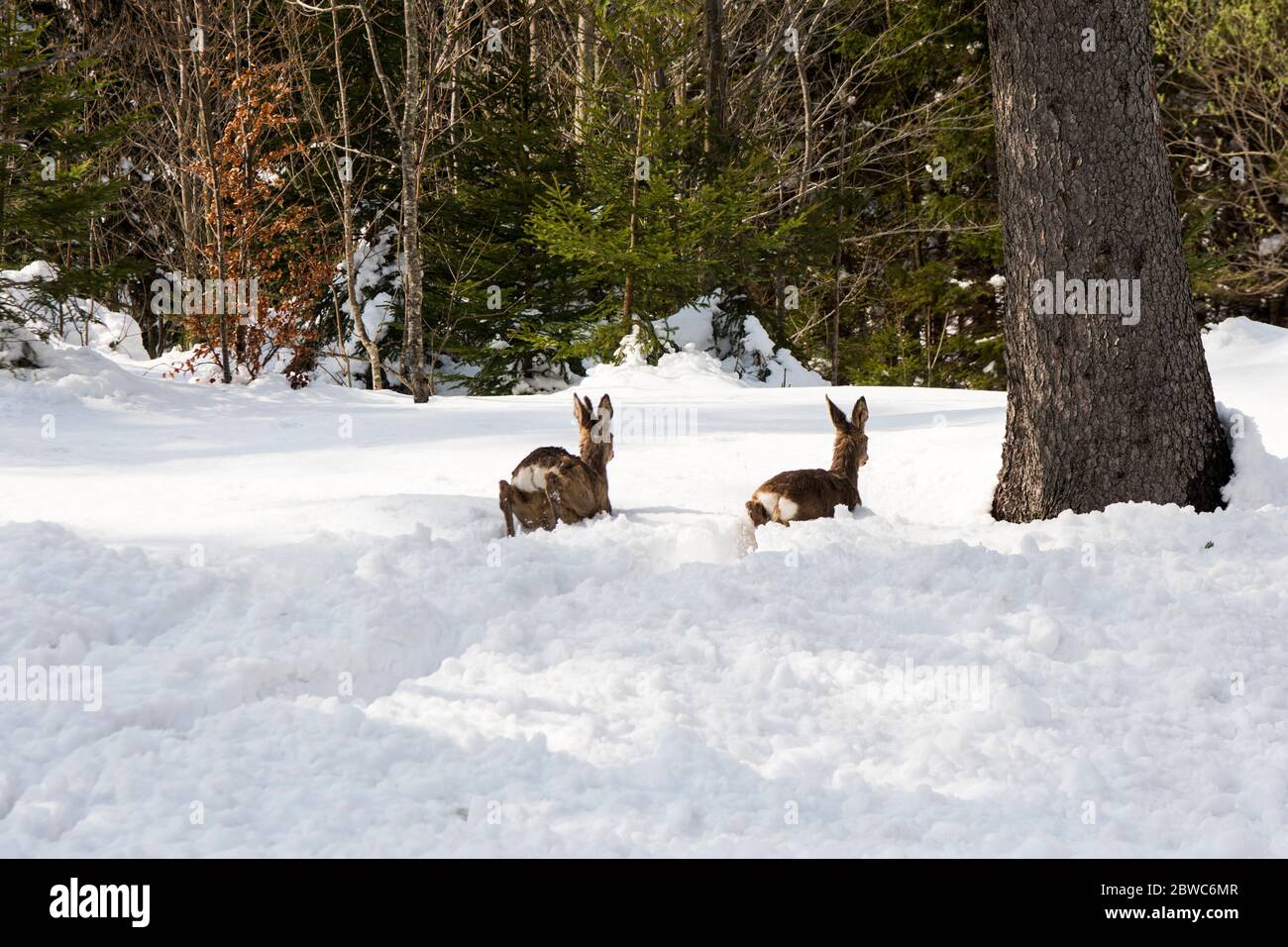 Österreich, Niederösterreich, Ötscherland, in der Langau, Rehe flüchten im tiefen Schnee Stock Photo
