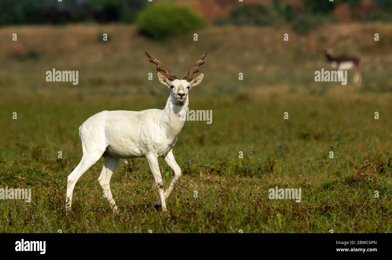 Black-bucks are resident species of Gujarat, India and are found in many places. These are found in big groups and doing jumping and running all day. Stock Photo