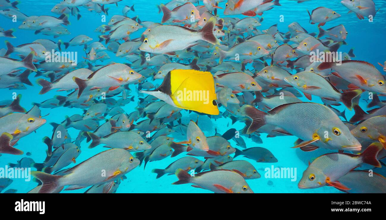 Multiple Sea Fish Ocean With Many Fish