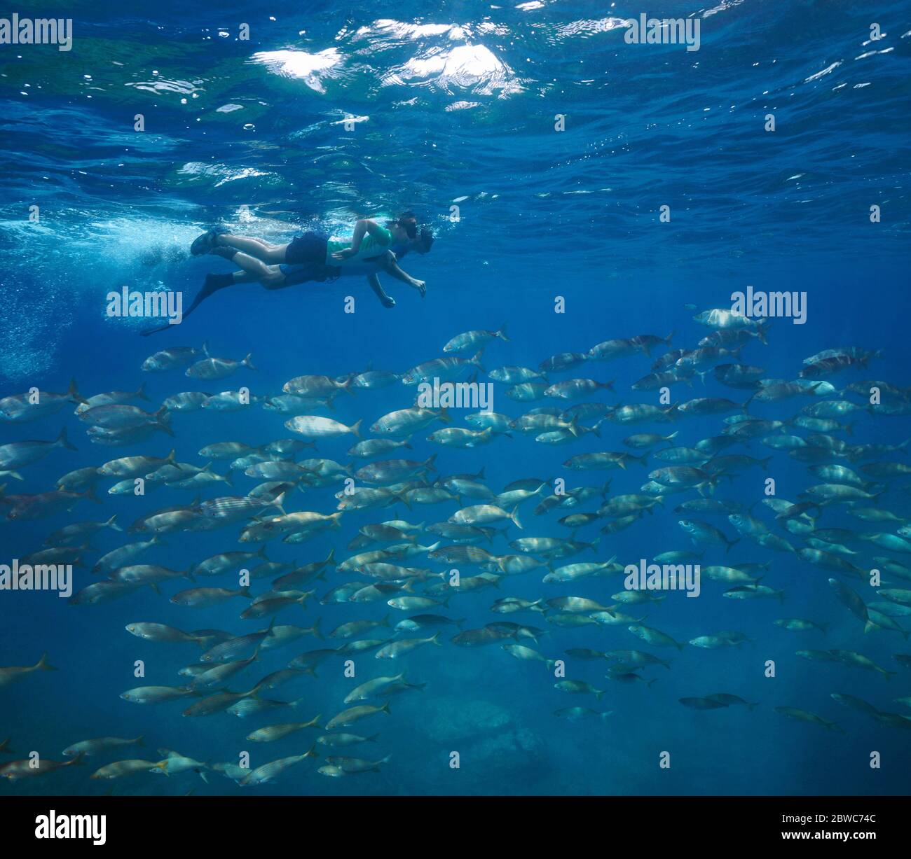 People snorkeling with a group of fish underwater, Mediterranean sea, France Stock Photo