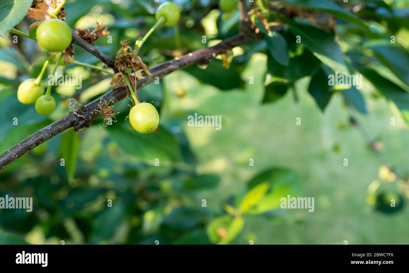Sunlit unripe sour cherry on the tree. Fresh green background. Stock Photo