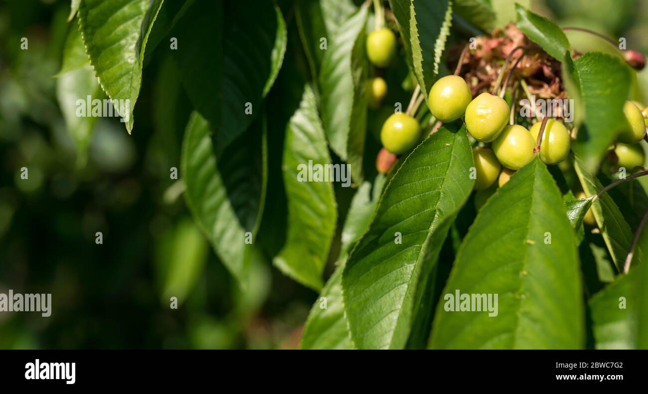Sunlit unripe cherry on the tree. Fresh green background. Stock Photo