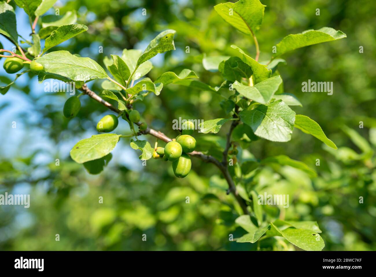 Sunlit unripe plum on the tree. Fresh green background. Stock Photo