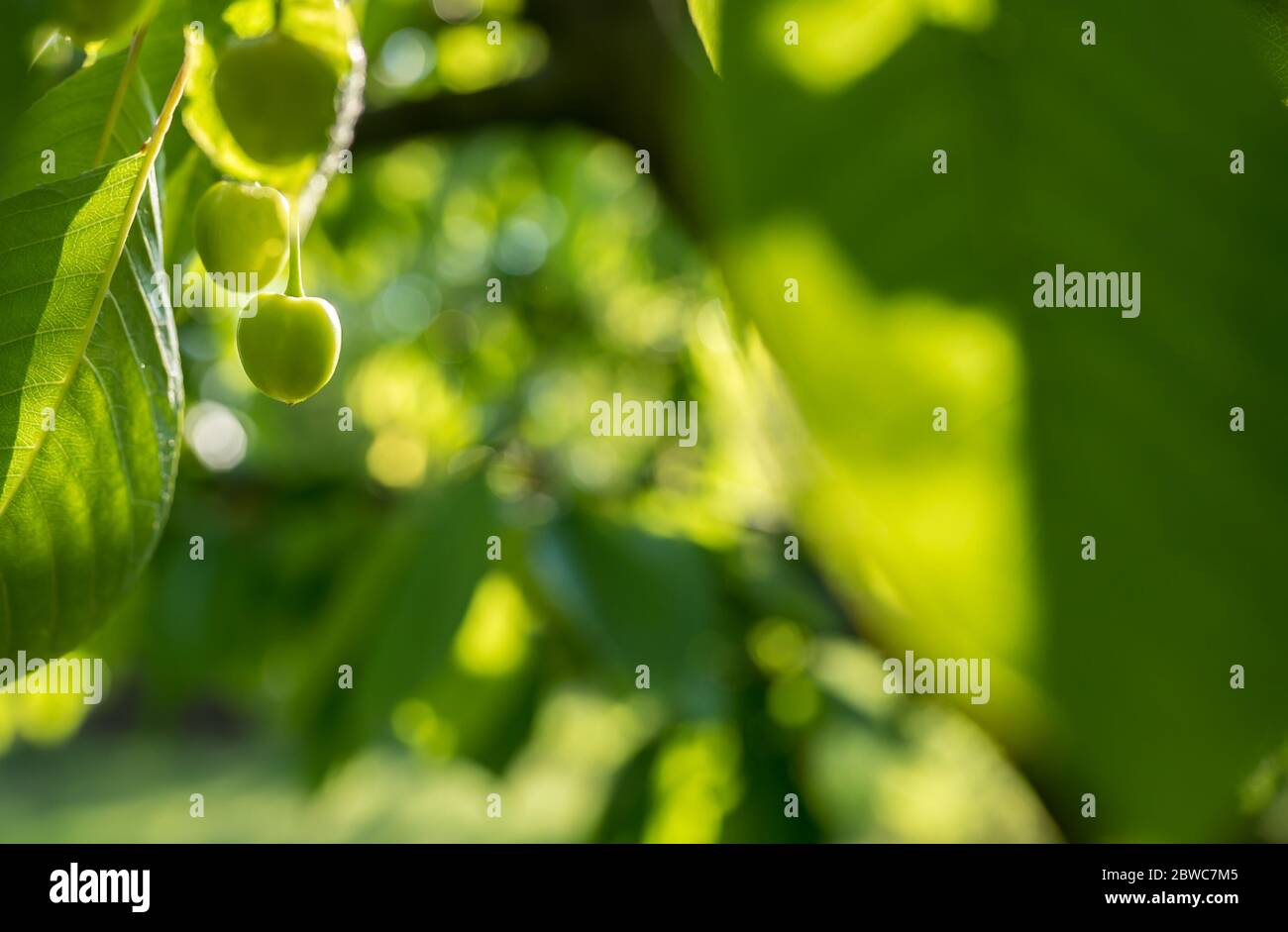 Sunlit unripe cherry on the tree. Fresh green background. Stock Photo