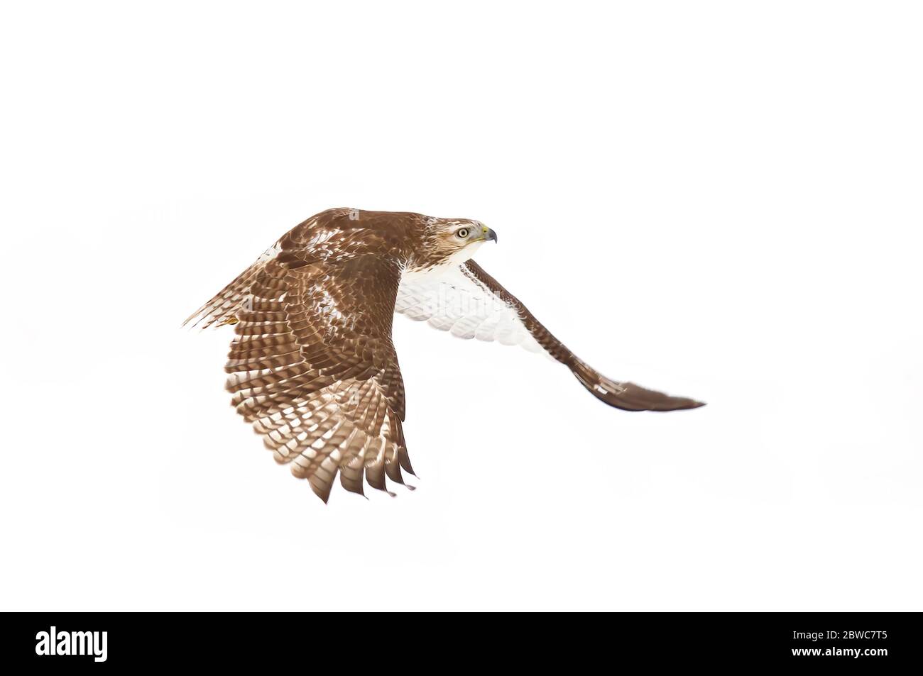 Red-tailed hawk Buteo jamaicensis in flight isolated against a white ...