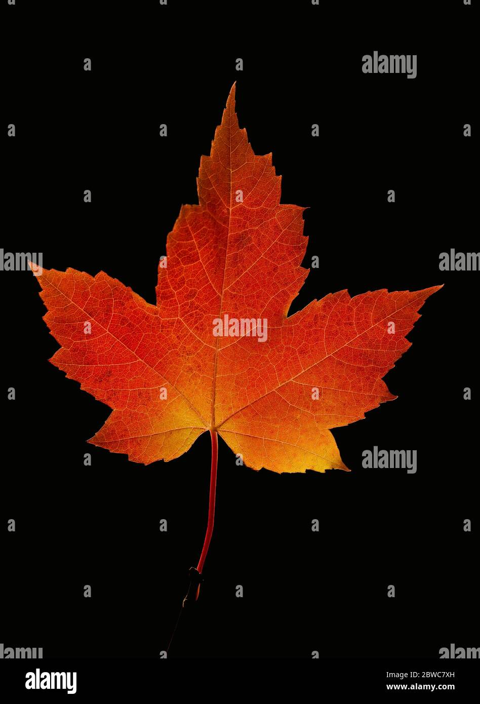 Red maple leaf closeup in autumn against a black background taken in Algonquin Park,  Canada Stock Photo