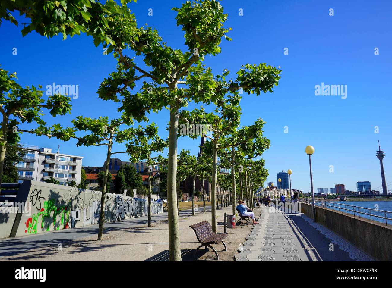 A sunny afternoon at the Rhine river promenade in Düsseldorf with its beautiful old trees. People sitting down on benches and taking walks. Stock Photo