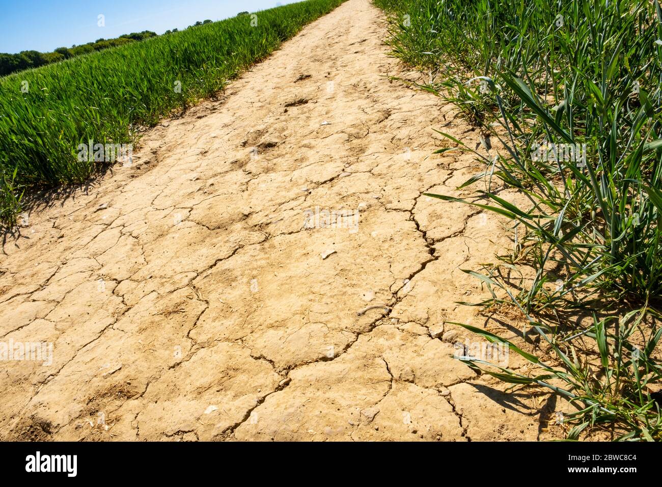 Dry ground in England Stock Photo