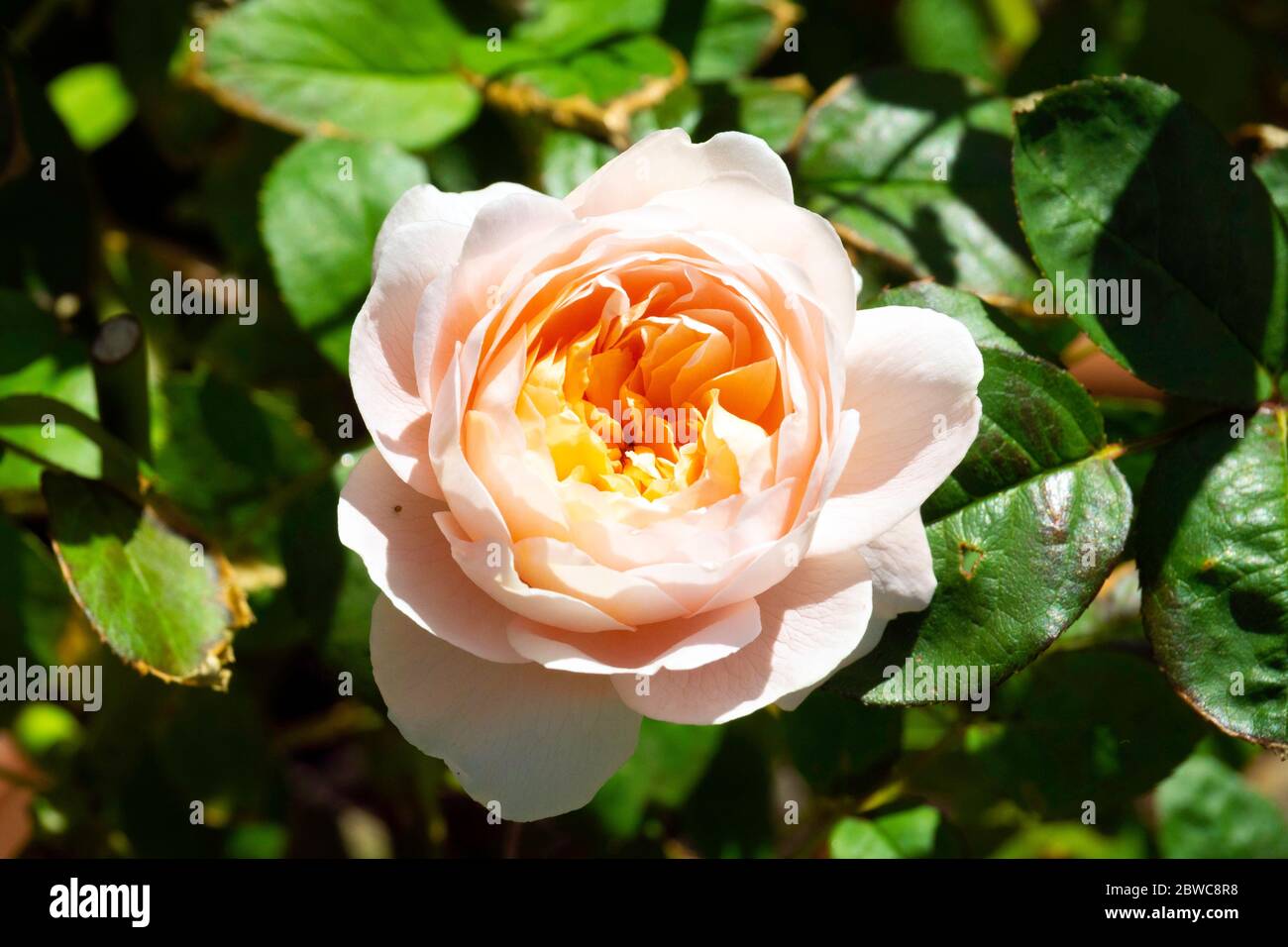 A single bloom of  English Shrub Rose species Queen of Sweden, in full bloom in May in a garden in North Yorkshire England Stock Photo