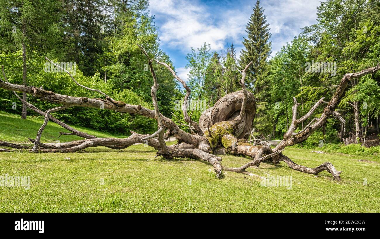 Arte Sella wood works in the nature in Trentino Alto Adige, Borgo Valsugana, The Sella Valley, Borgo Valsugana northern Italy, Europe. Arte Sella. Stock Photo