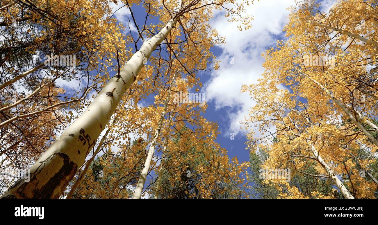 Birch trees forest shooting from the ground Stock Photo