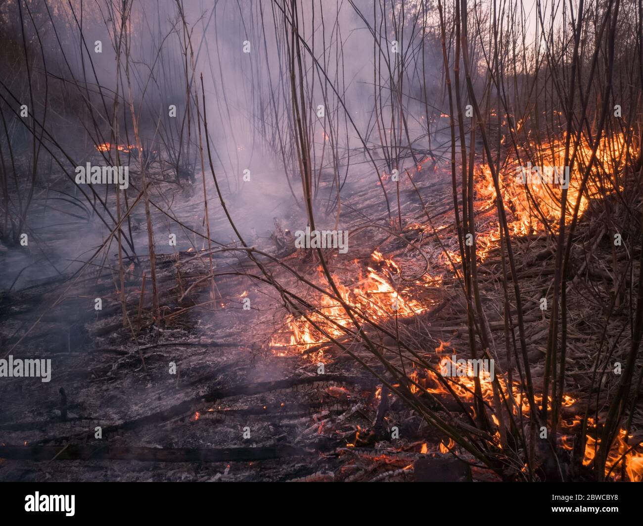 Forest fire and clouds of dark smoke. Flames spread over dry grass. Ecology disaster Stock Photo