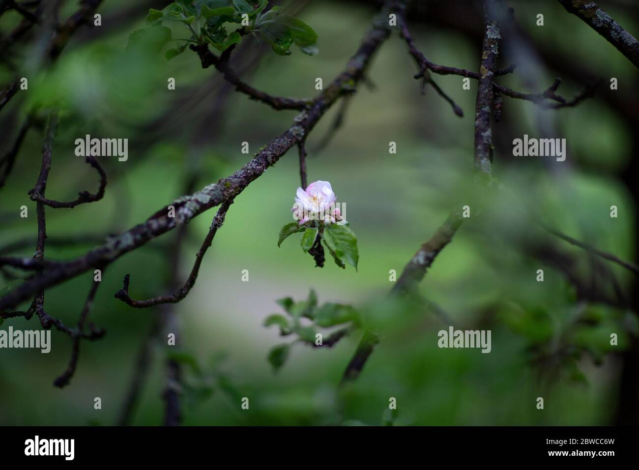 A flower on an old apple tree in a garden Stock Photo