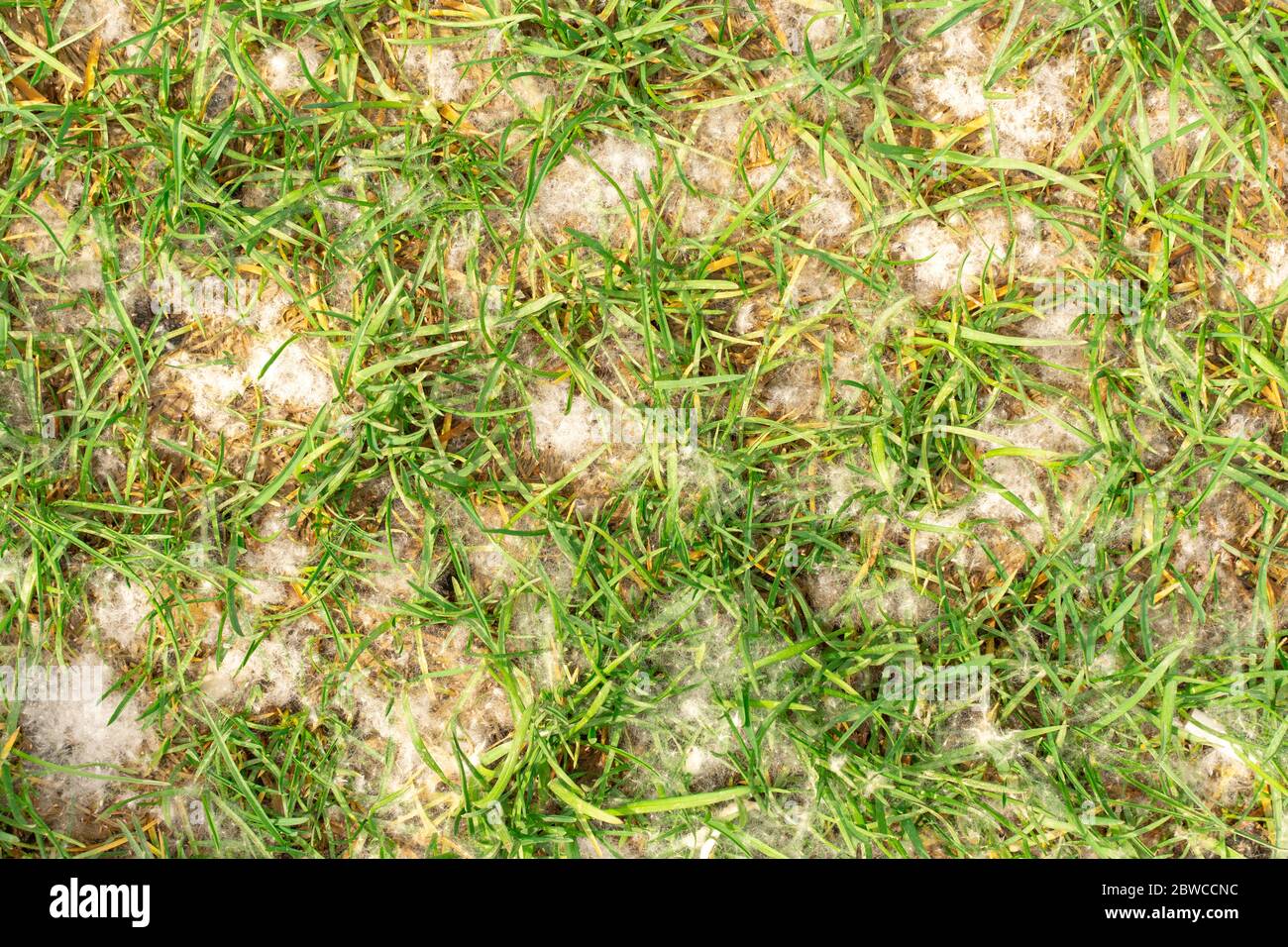 poplar fluff on green grass. fluffy and airy fluff of trees background Stock Photo