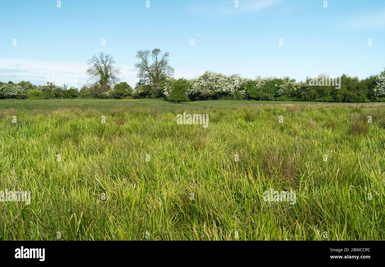 Tall grasses overwhelm wetland bog lined by flowering trees on a fine