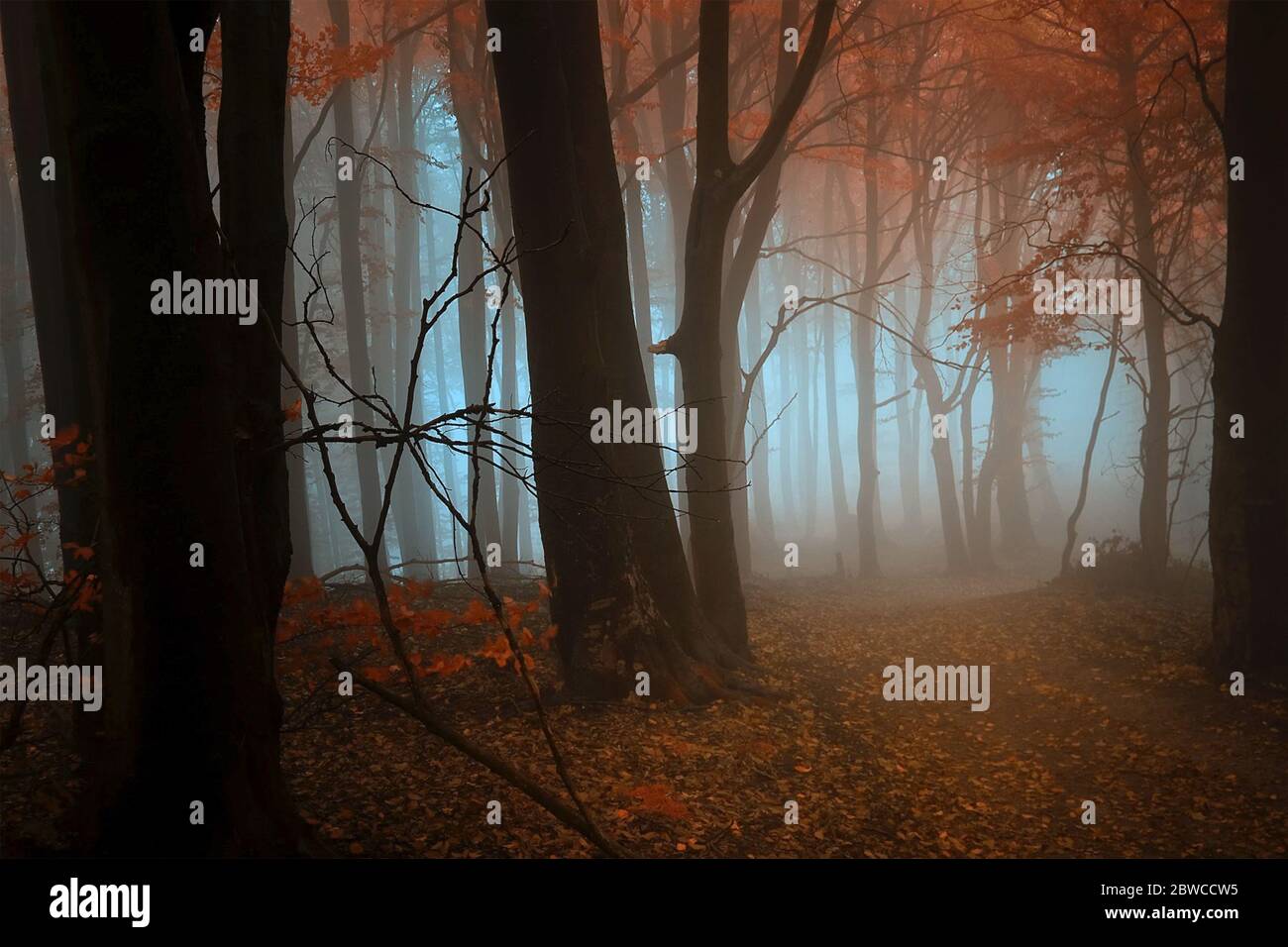 backlight misty forest in red orange light Stock Photo