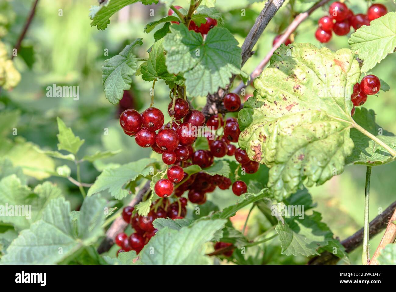 Redcurrant berries on a vine in Hungary Stock Photo