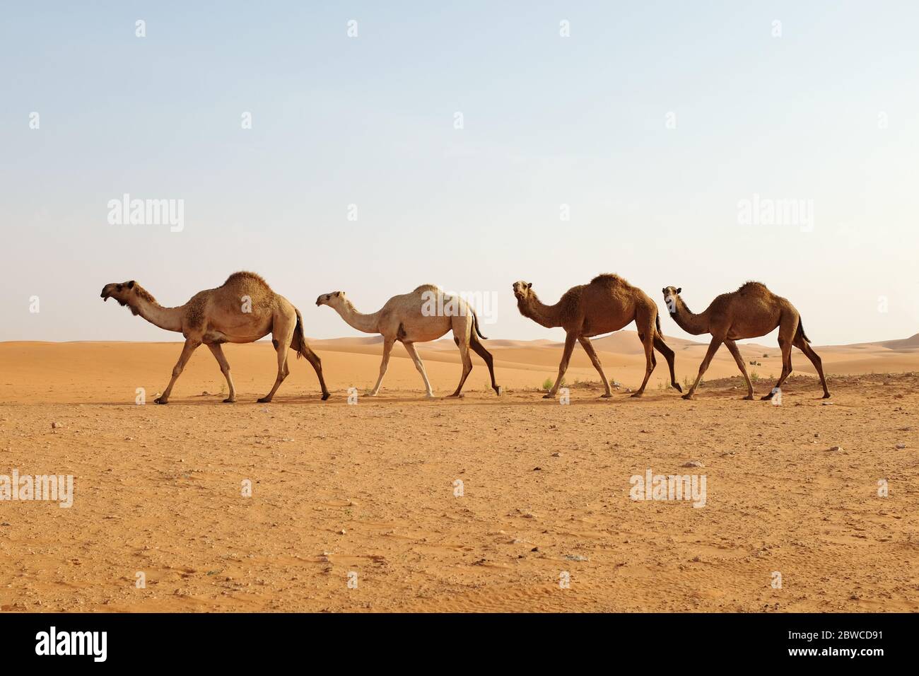 A herd of Arabian camels crossing the desert sand dunes of Riyadh, Saudi Arabia. Al Dahna Desert, Riyadh Stock Photo