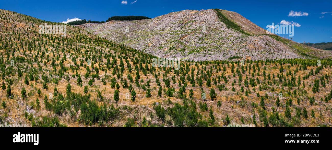 Replanted forest, Kaweka Range mountains, Kaweka Forest Park, Taihape Road near Kuripapango Campsite, Hawke's Bay Region, North Island, New Zealand Stock Photo