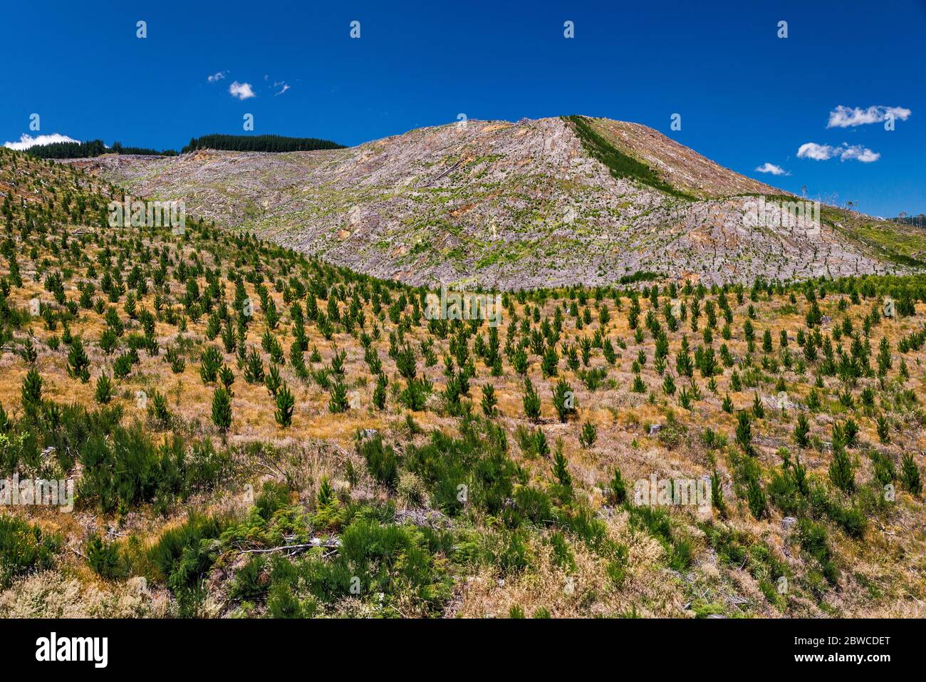 Replanted forest, Kaweka Range mountains, Kaweka Forest Park, Taihape Road near Kuripapango Campsite, Hawke's Bay Region, North Island, New Zealand Stock Photo