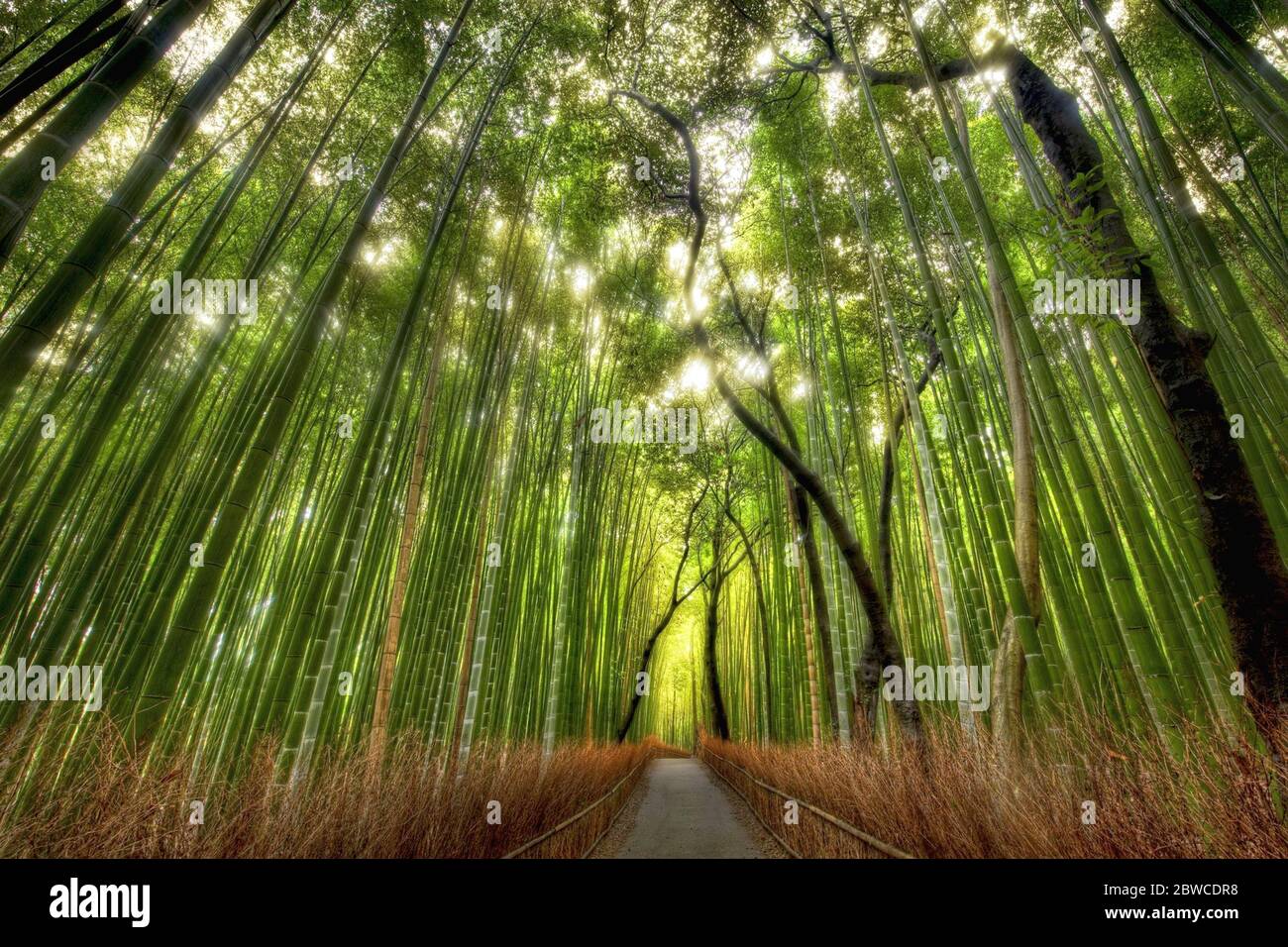 green Bamboo forest and path ing from the ground Stock Photo