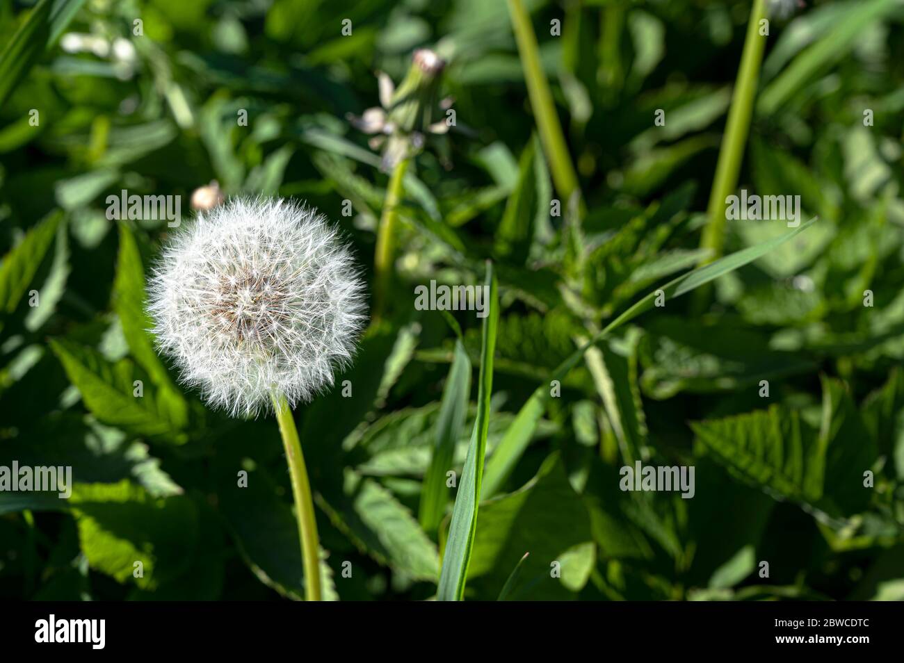 White dandelion flower on fresh dark green background. Close-up view of dandelion with copy space. Stock Photo