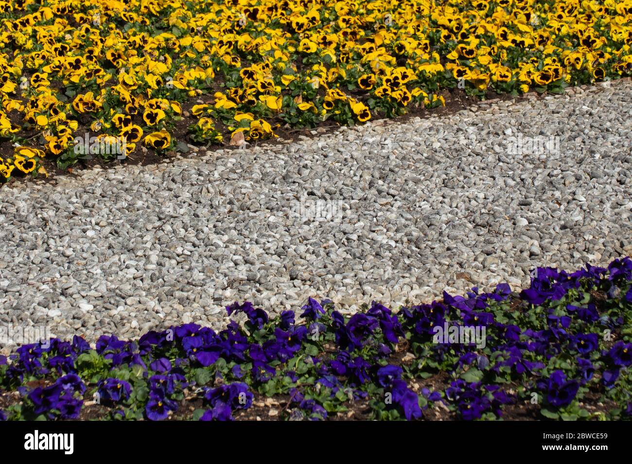 Metal edging separating different colors of gravel and blue and yellow pansies in a park, Viola tricolor Stock Photo