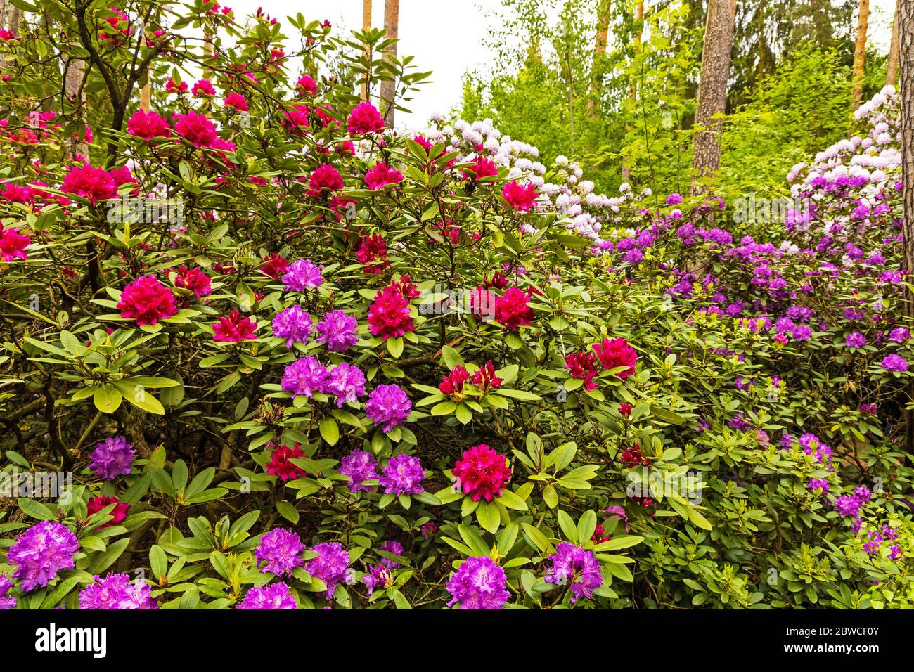 colorful rhododendron flowers in the rhododendron garden Bad Berka