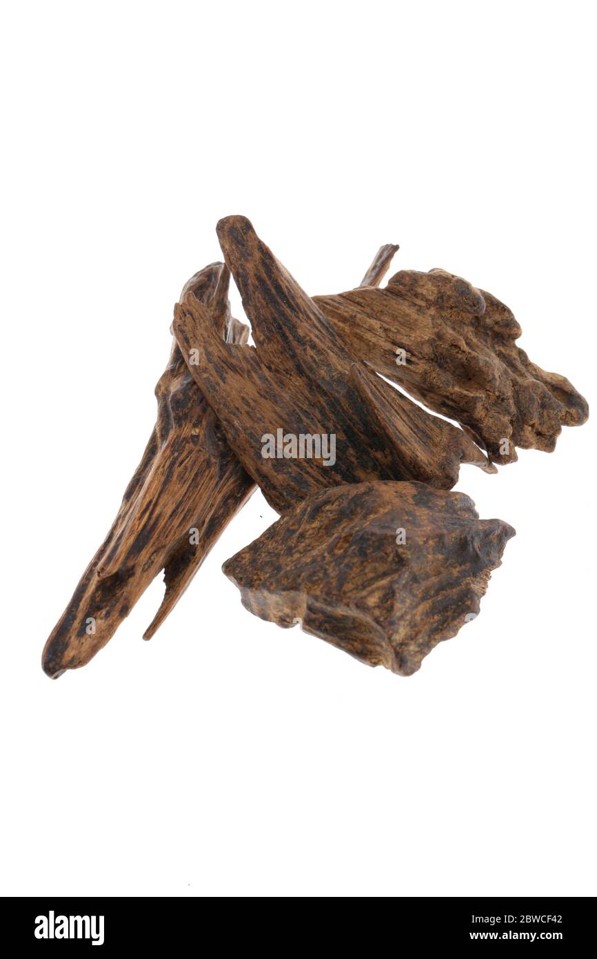 Selective Focus, Sticks Of Agar Wood Or Agarwood Background The Incense Chips Used By Burning for incense & perfumes of essential oil as Oud Or Bakhoo Stock Photo