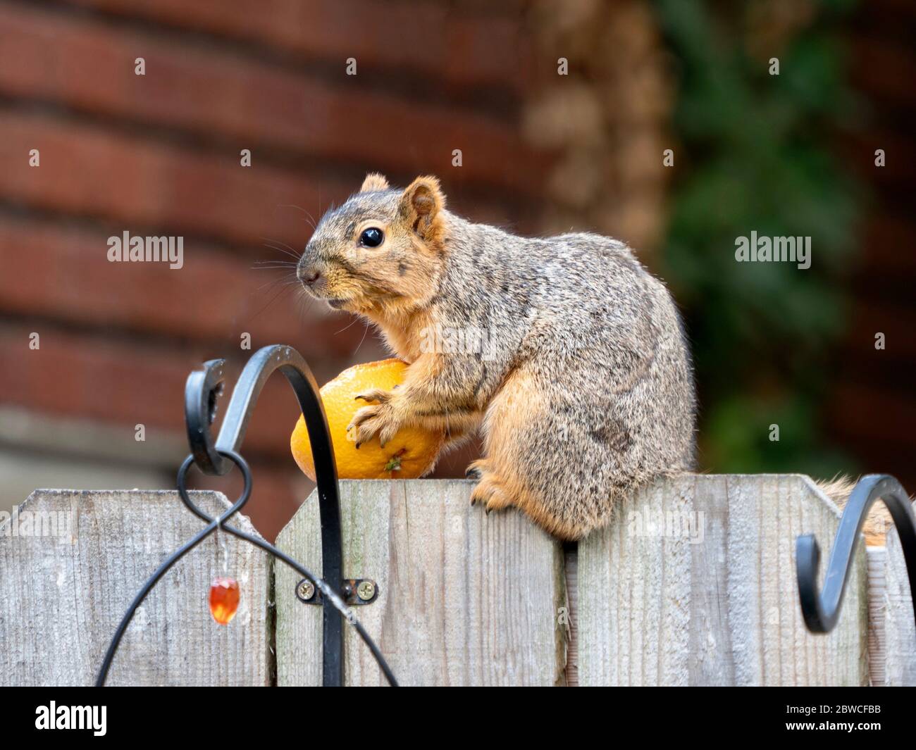 A squirrel sitting on a wooden fence holding half an orange it stole