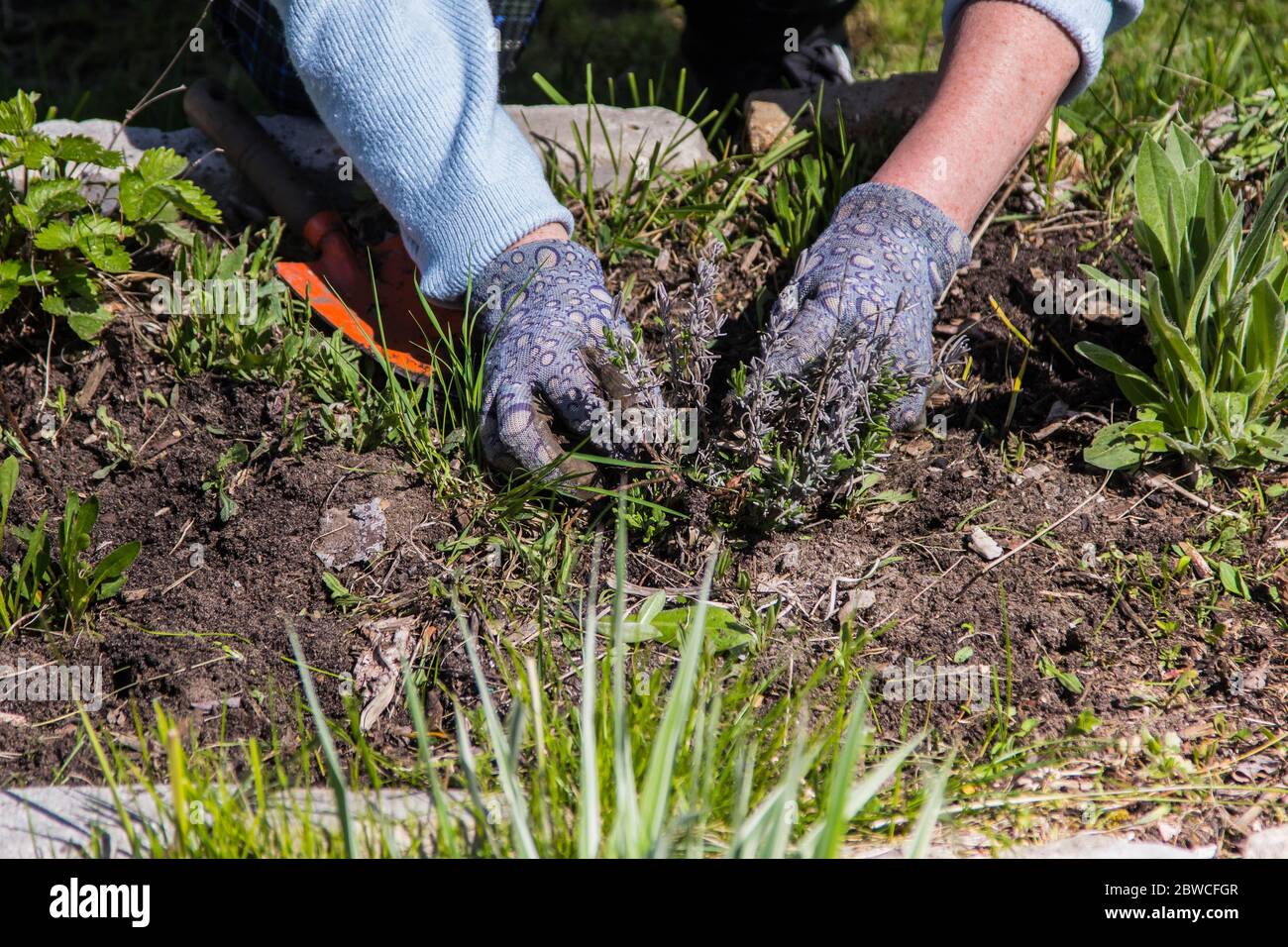 Female gardener removes weeds hi-res stock photography and images - Alamy
