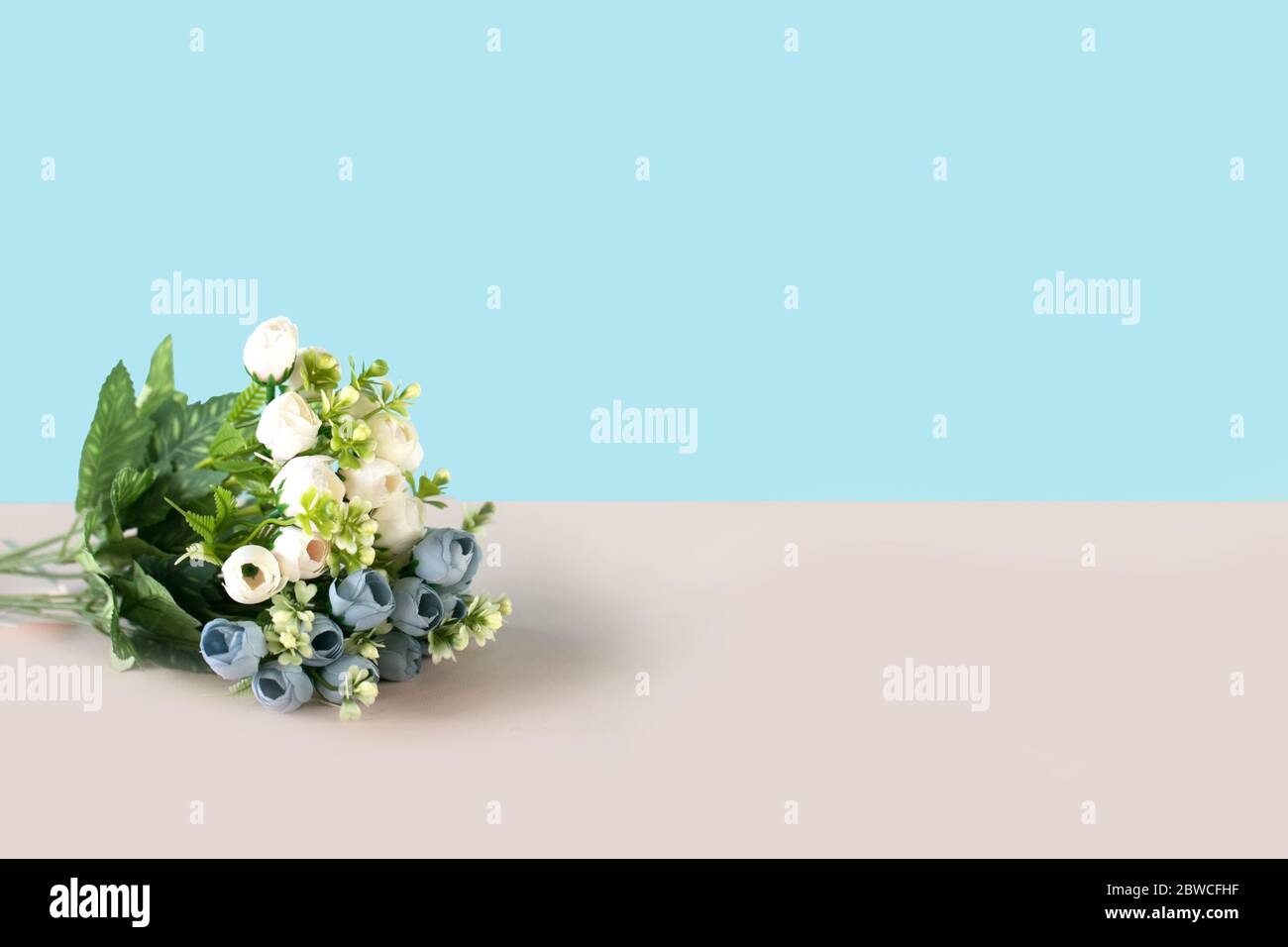Beautiful white and blue flowers on the two colors background. Suitable for design and copyspace or text place Stock Photo