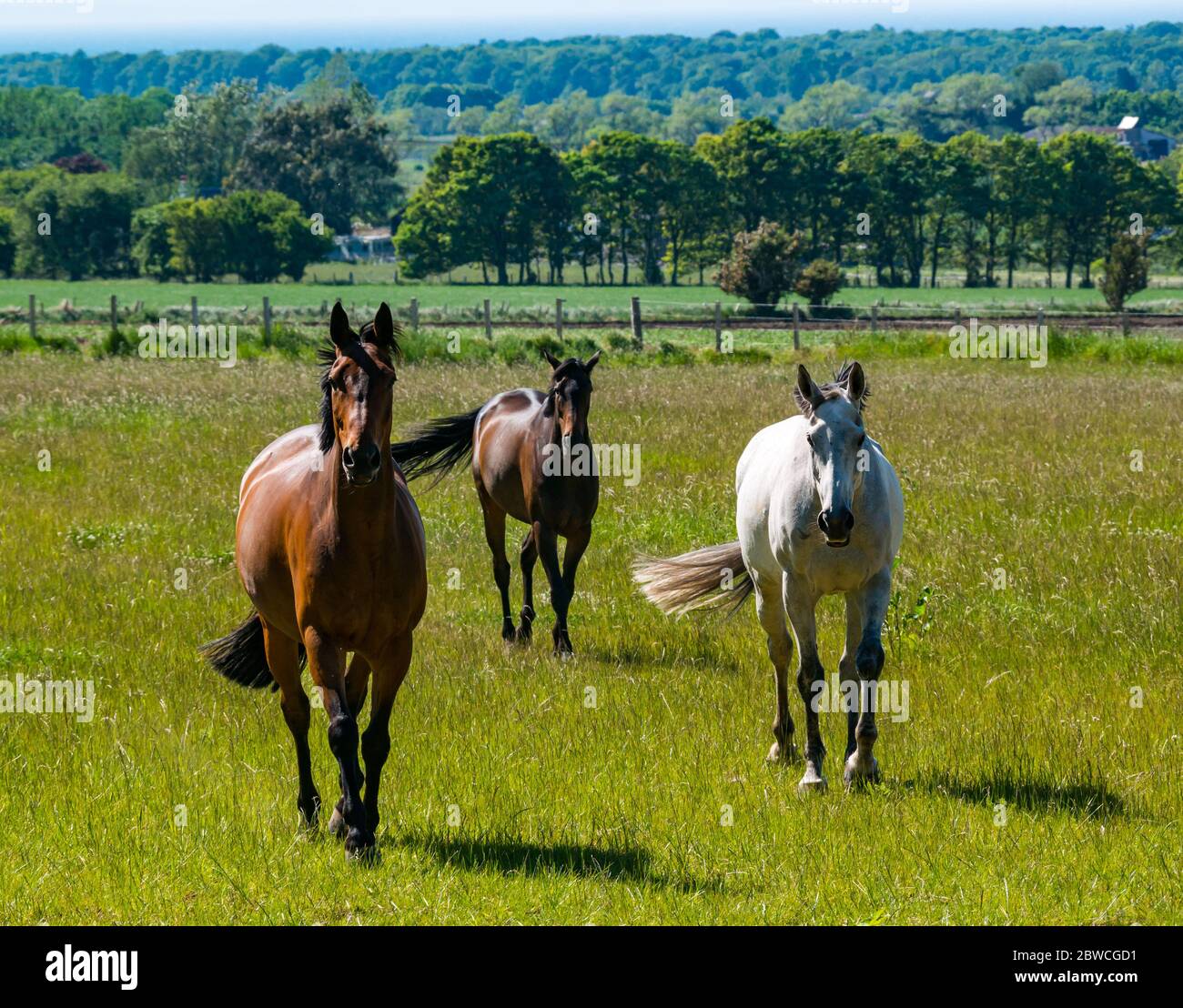 East Lothian, Scotland, United Kingdom, 31st May 2020. UK Weather: more warm weather across the county but with hazy sunshine. Three expectant horses in a field come over hoping for a treat Stock Photo