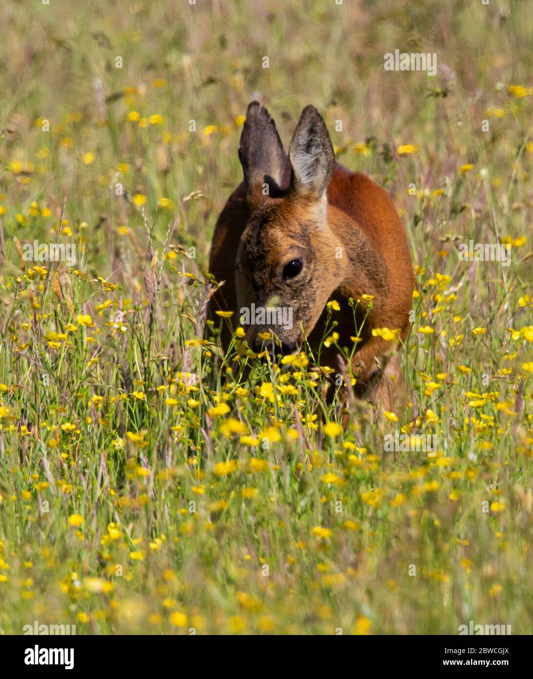 Roe deer female fawn uk hi-res stock photography and images - Alamy