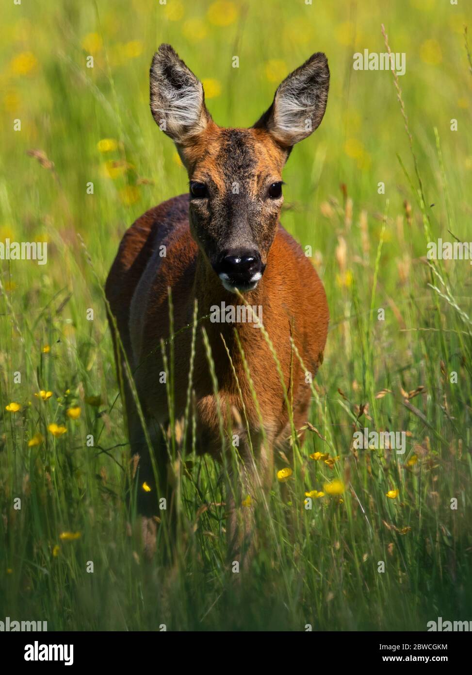 Roe deer female fawn uk hi-res stock photography and images - Alamy