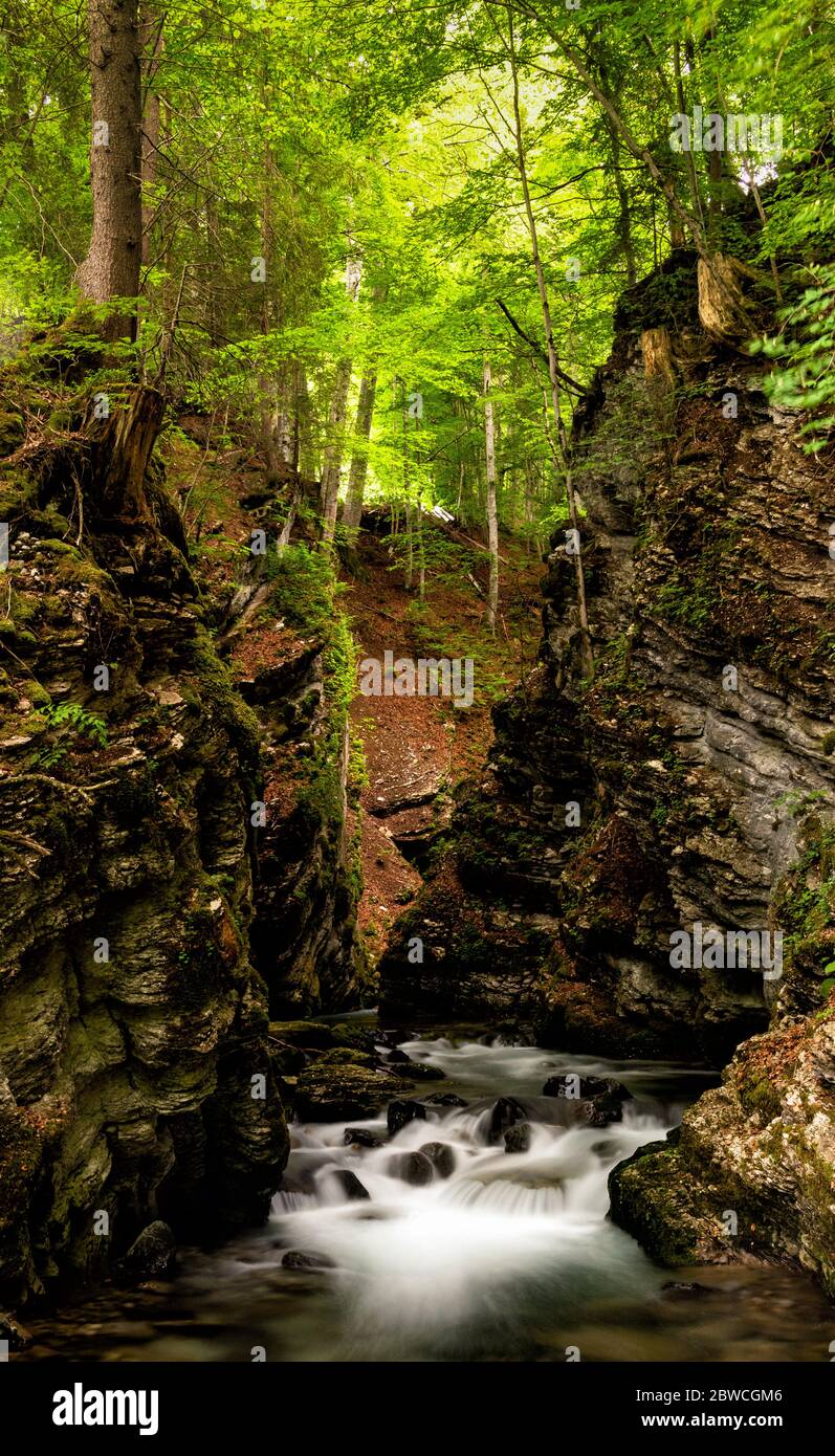 A view of an idyllic small mountain stream in a deep ad narrow gorge in lush green springtime forest Stock Photo