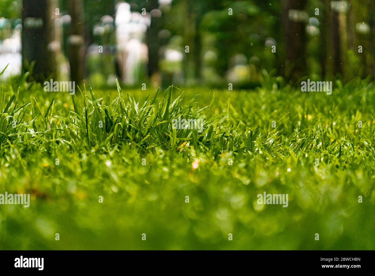 Spring and nature background concept, Close up green grass field and leaf  with blurred park and sunlight. Moody and relax background Stock Photo -  Alamy