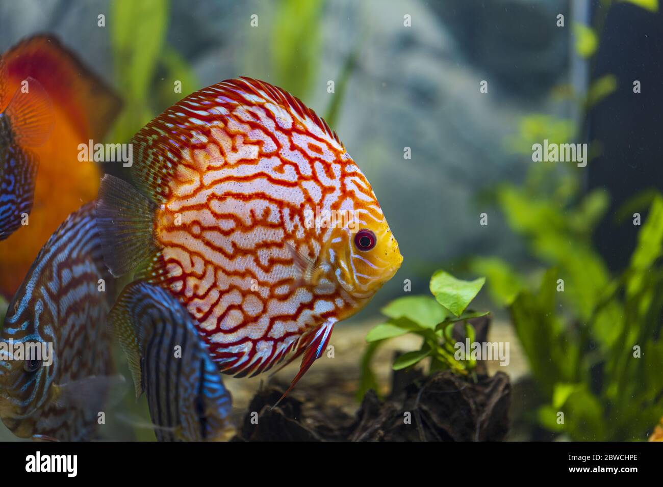 Close up view of gorgeous colorful aquarium fishes discus. Beautiful nature background. Stock Photo