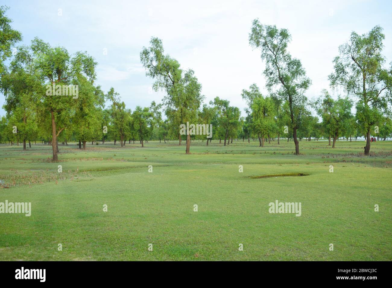 This so much green place is actually a seaside beach in Chattagram,Bangladesh Stock Photo