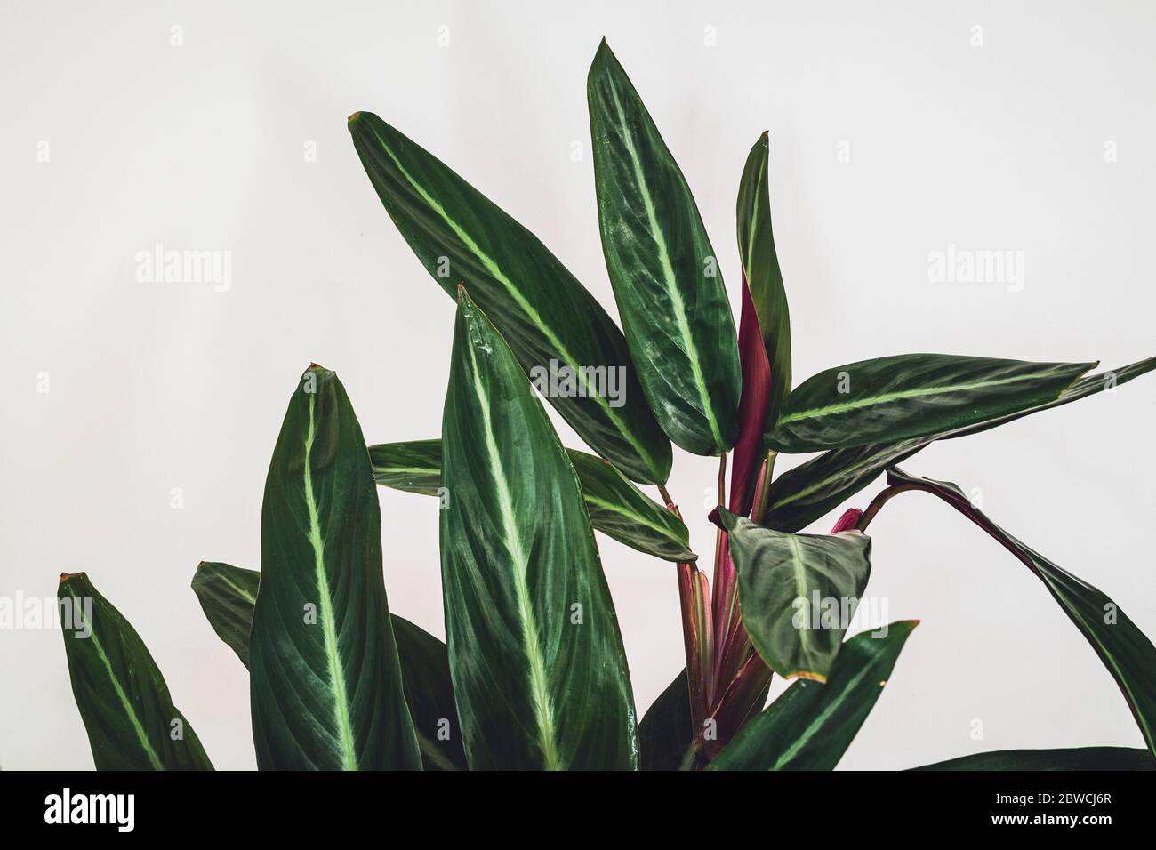 Prayer plant (stromanthe sanguinea) on a white background. Close-up on beautiful foliage of stromanthe sanguinea. Stock Photo