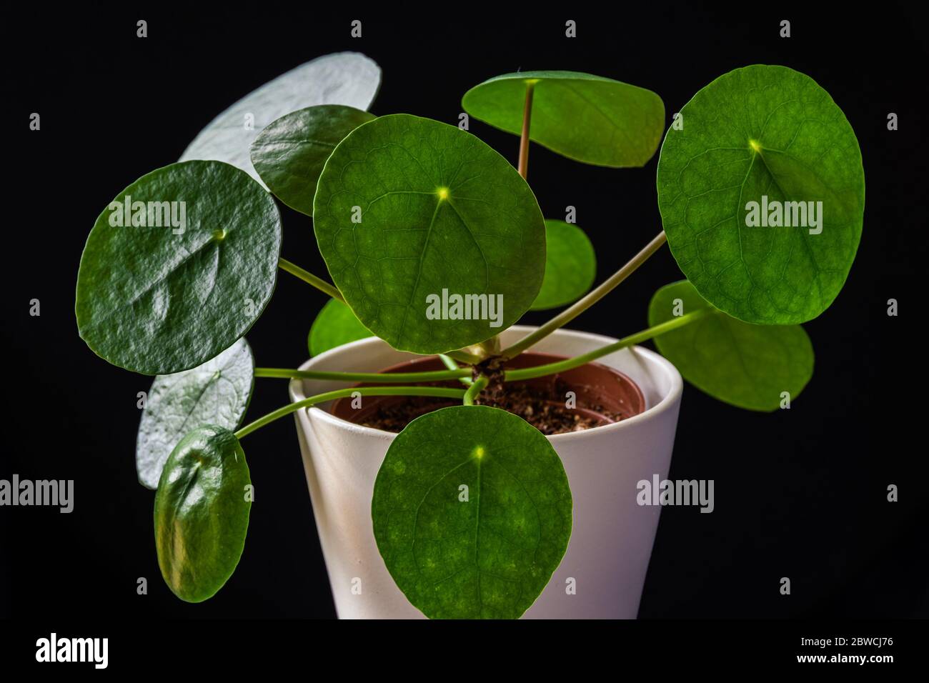 Chinese money plant (pilea peperomioides) forming attractive green rosettes. Striking houseplant on a dark background. Stock Photo