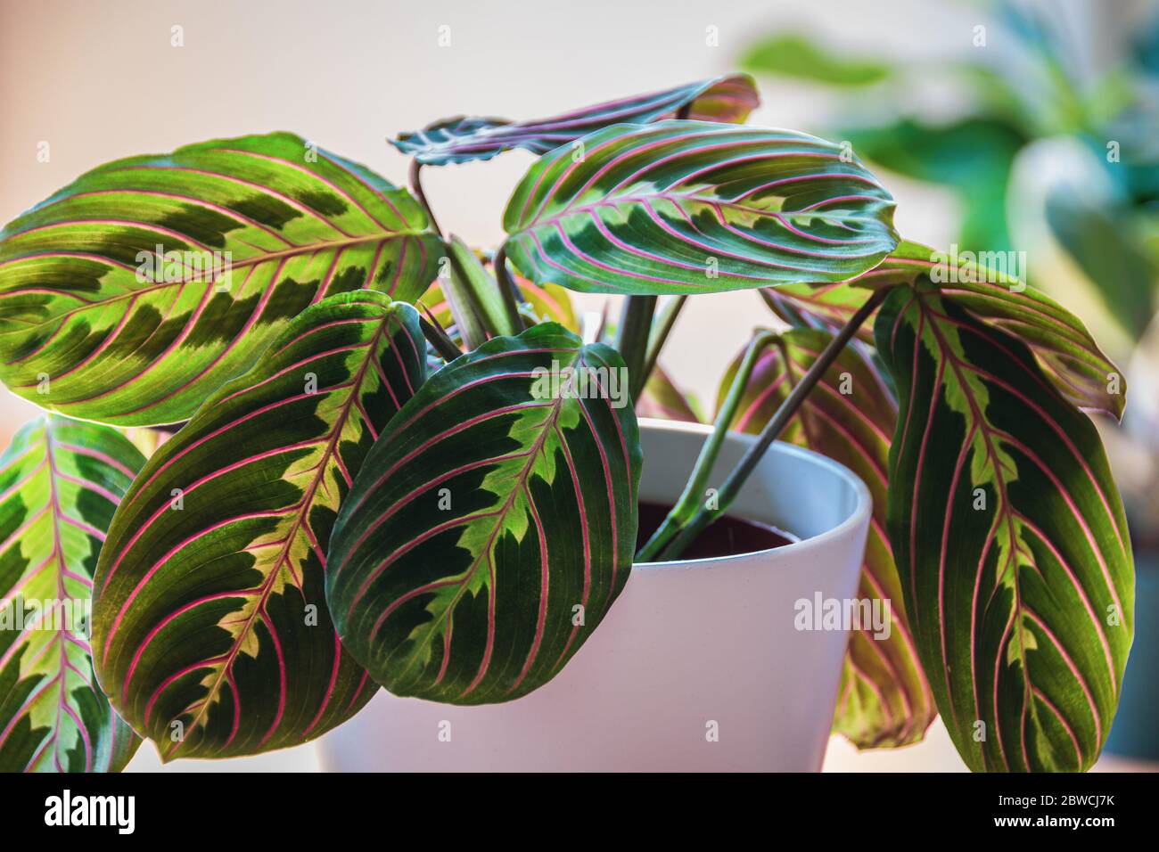 Close Up On A Prayer Plant Maranta Leuconeura Var Erythroneura In White Pot In A Sunny Urban Apartment With Other Plants In The Background Stock Photo Alamy