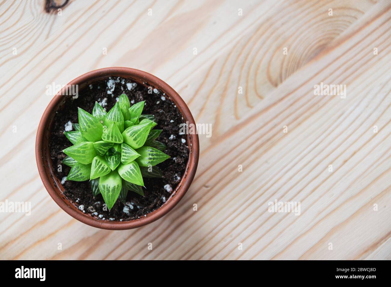 Top-down view of a small haworthia turgida succulent houseplant in terracotta pot on a light wooden table top. Patterned attractive small plant. Stock Photo