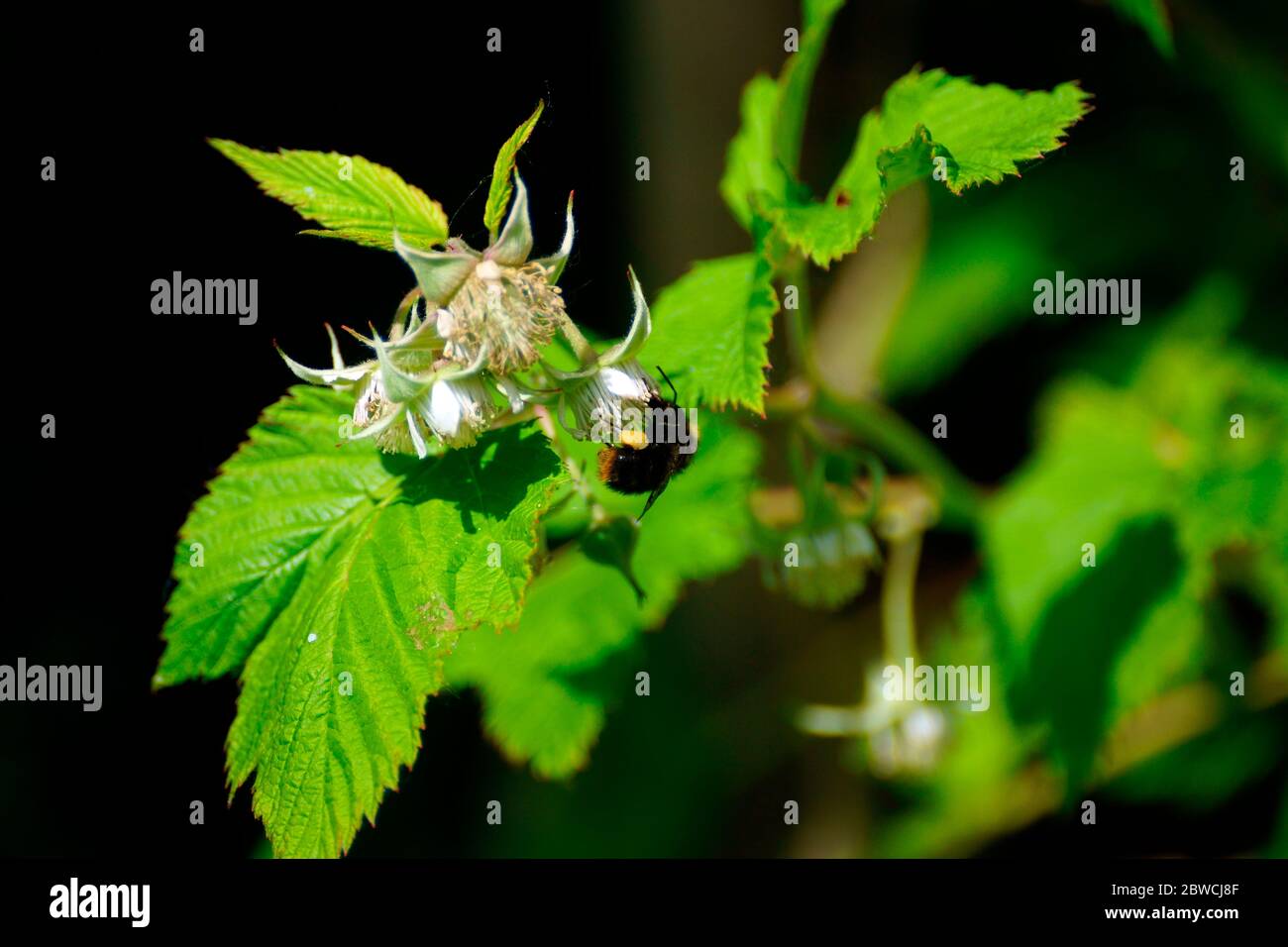FULL SACKS ON A BUMBLE BEE SERVICING A RASPBERRY FLOWER. Stock Photo