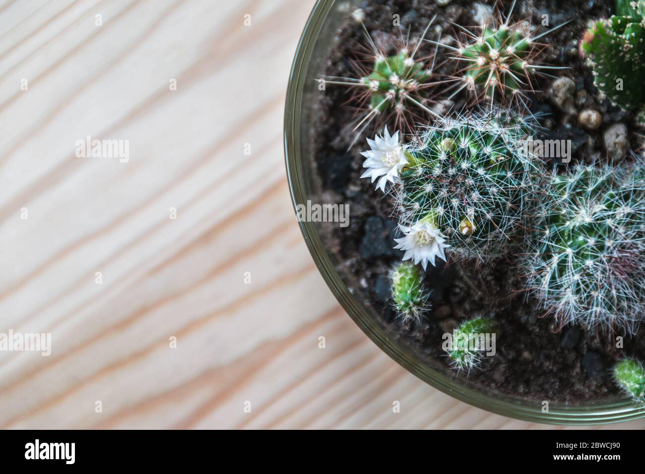Top-down view of a flowering cactus in a glass terrarium with other young cacti on a light wooden table. Tropical houseplant flower detail. Stock Photo