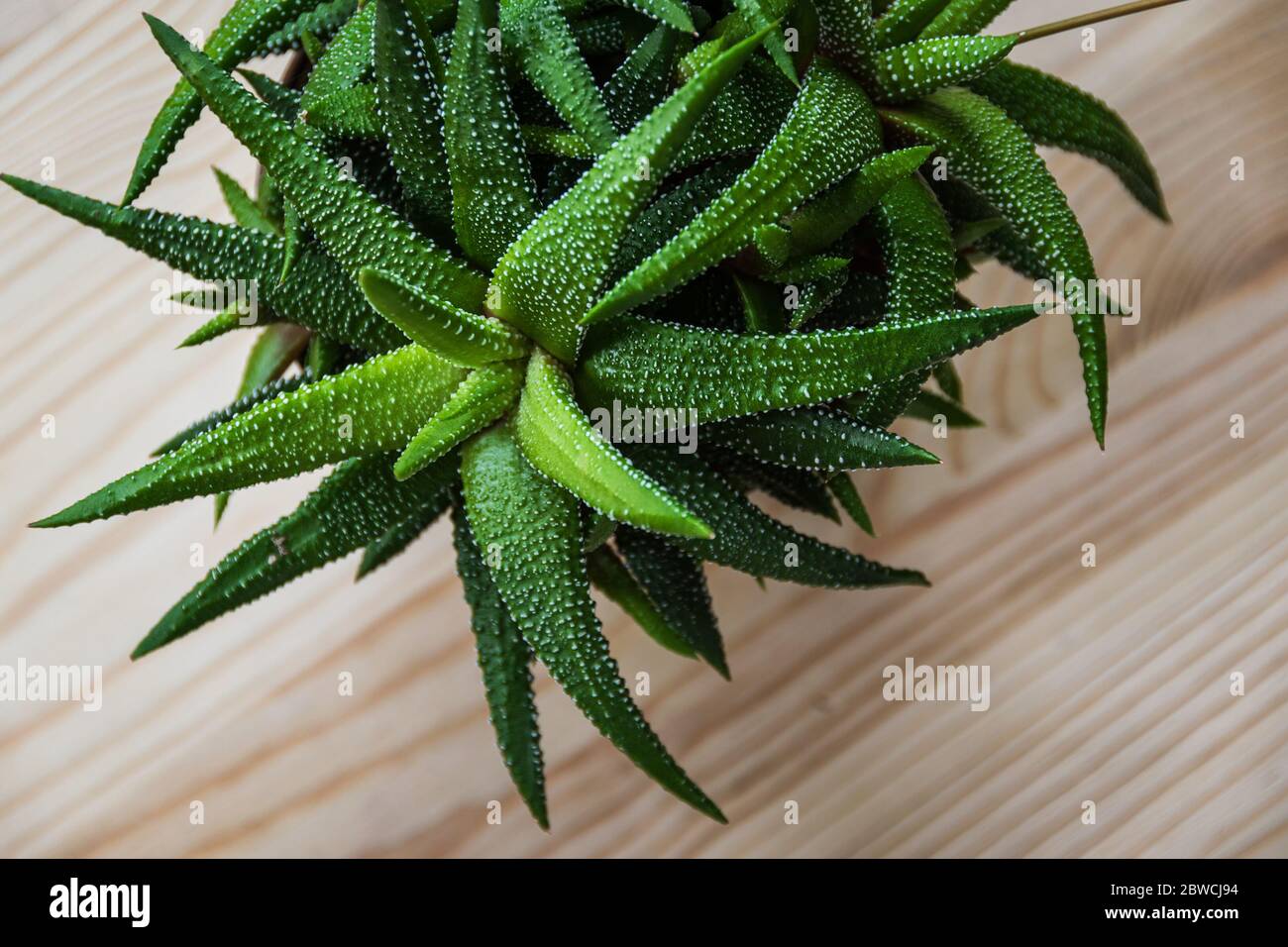 Haworthia attenuata succulent plant on a light wooden table. Stock Photo