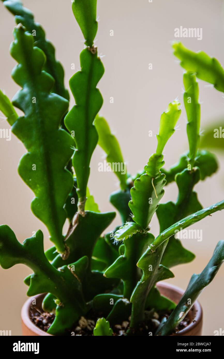 Zig zag cactus ( fishbone cactus, Epiphyllum Anguliger). Tropical houseplant leaf detail on a bright background. Stock Photo